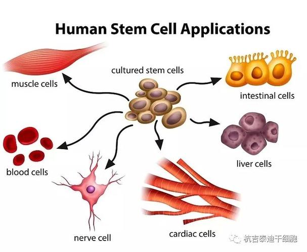 干细胞移植后寿命能和正常人一样吗