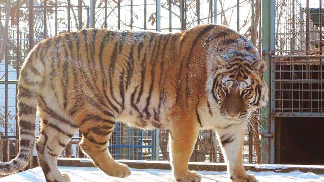 很大的老虎