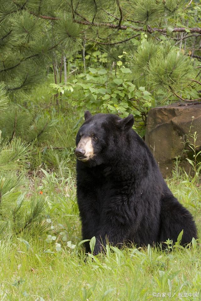 黑熊寿命是多少年